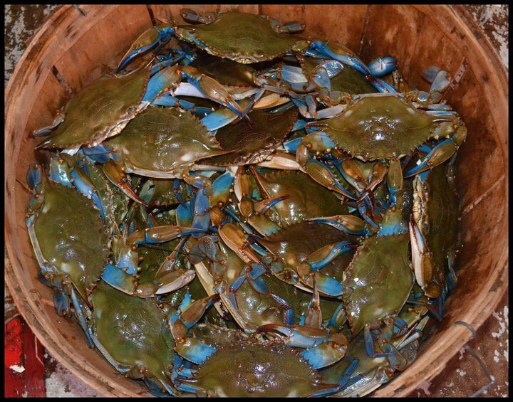 Live Maryland Crabs