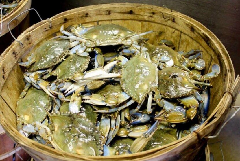 Live Blue Crabs