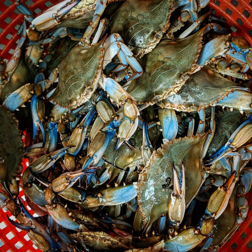 Live Blue Crabs