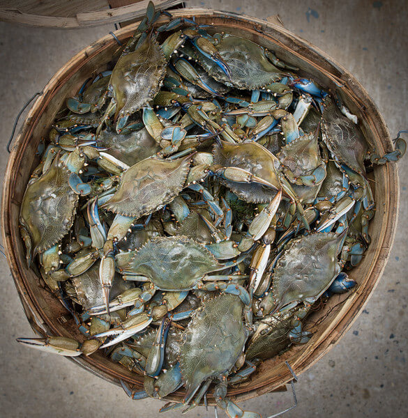 Live Blue Crabs