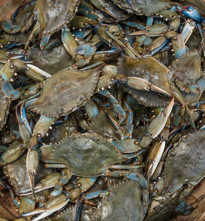 Live Blue Crabs